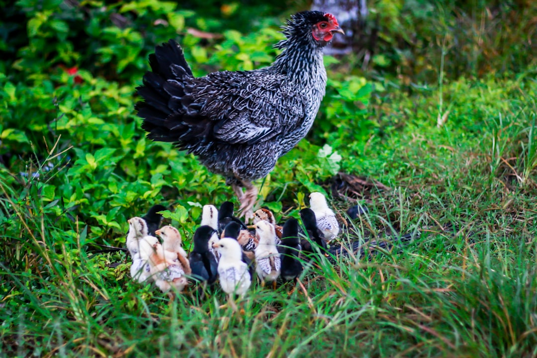 Photo Chicken meatballs